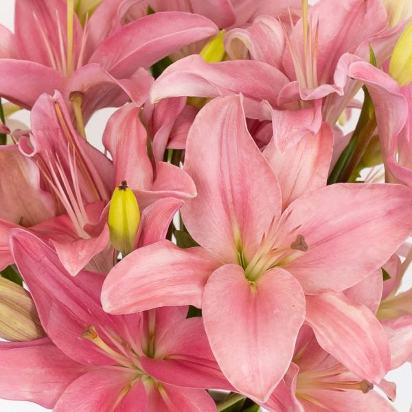 Bicolor Pink and White Asiatic Lily Fashion