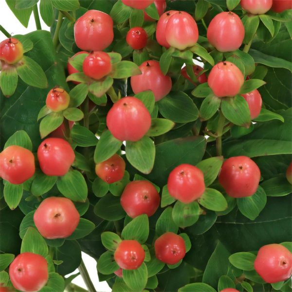 Coral Kissed Hypericum Berries Online now