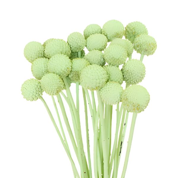 Mint Green Craspedia Billy Balls For Discount - Image 4
