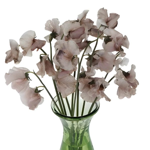 Brownie Sweet Pea Flowers Fashion - Image 3