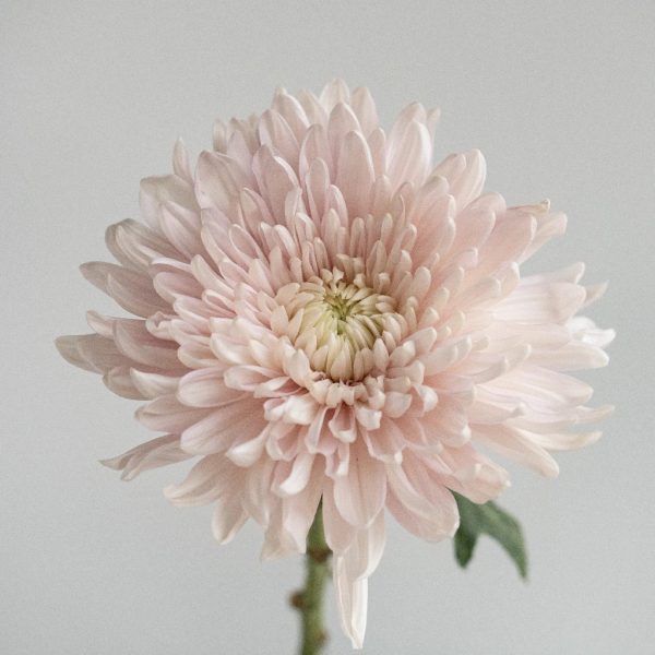 Honeymoon Avenue Bahlia Flower Supply - Image 2