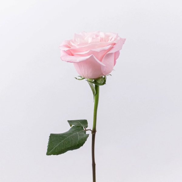 Cielo Light Pink Bulk Rose Cheap - Image 2