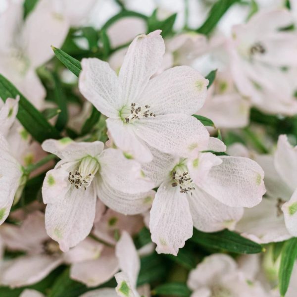 Pink Delphinium Garden Flower Cheap