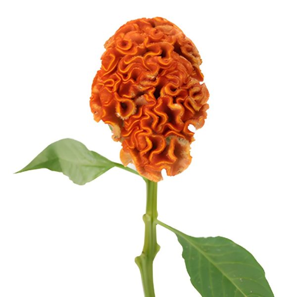 Orange Cockscomb Celosia Flowers For Cheap - Image 5