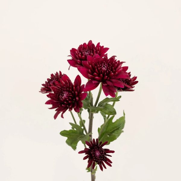 Velvet Wine Chrysanthemum Fashion - Image 2