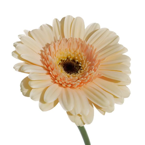 Blush Peach Mini Gerbera Daisies For Cheap