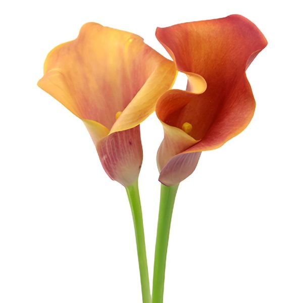 Hot Shot Orange Calla Lily Flower Supply - Image 5