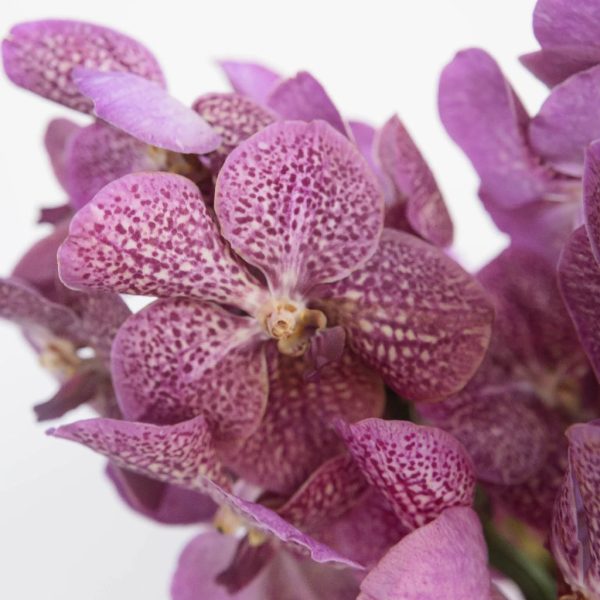 Pink Butterfly Vanda Orchids Fashion