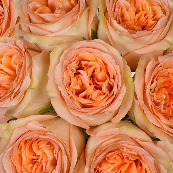 Country Home Garden Rose For Discount