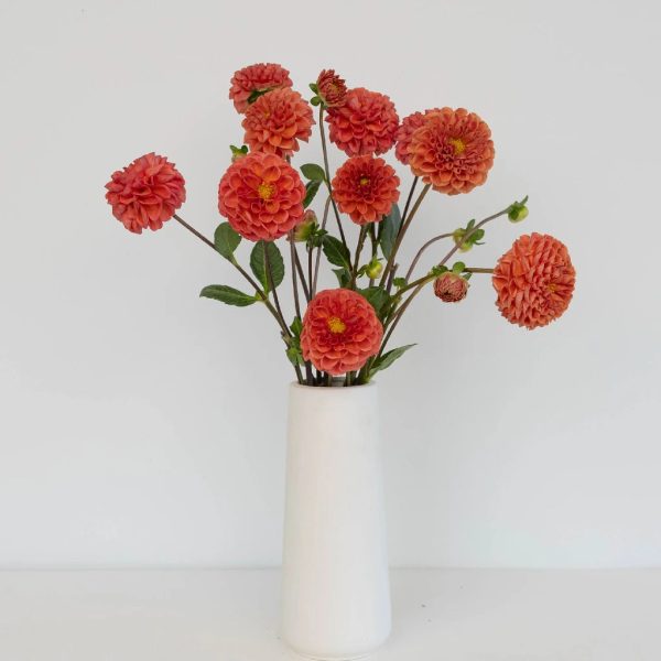 Copper Penny Ball Dahlia Flower Sale - Image 3