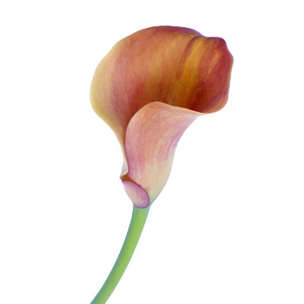 Hot Shot Orange Calla Lily Flower Supply - Image 3