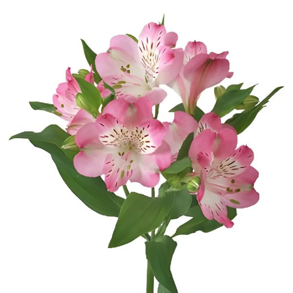 White with Pink Edges Peruvian Lilies Cheap - Image 3