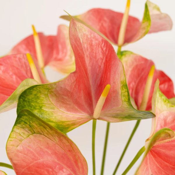 Anthurium Energetic Pink Obake Flower Online