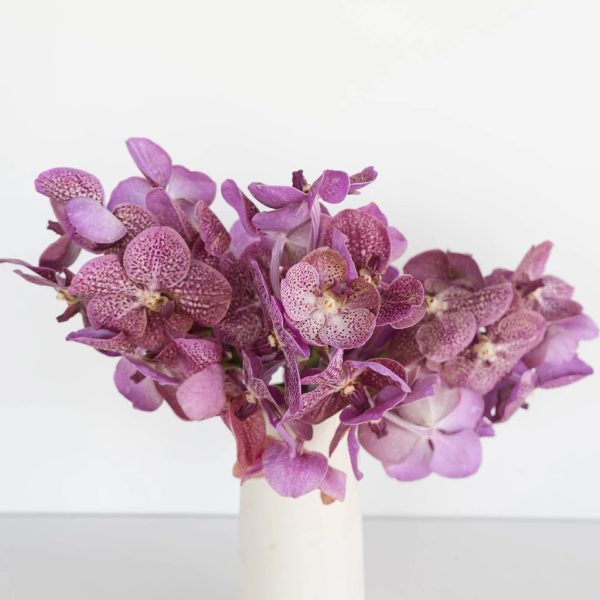 Pink Butterfly Vanda Orchids Fashion - Image 3