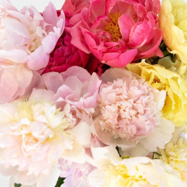 Mixed Color Peonies for August Delivery Cheap