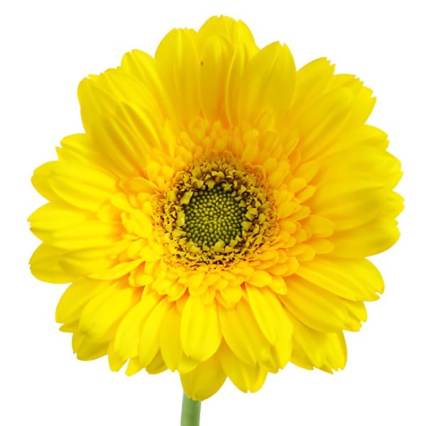Biscuit Yellow Mini Gerbera Daisies Online Hot Sale