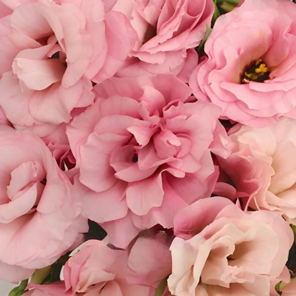 Light Pink Designer Lisianthus Flower on Sale