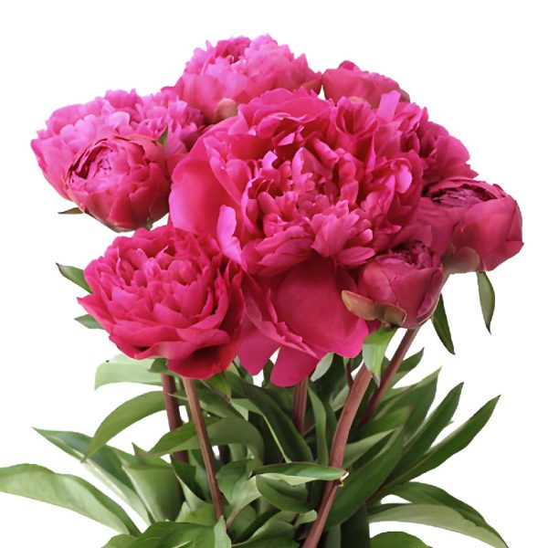 Hot Pink Peonies for July Delivery Sale - Image 2