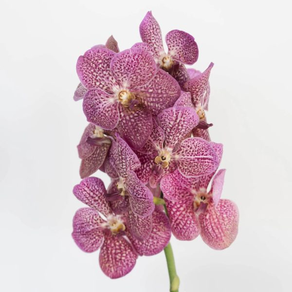 Pink Butterfly Vanda Orchids Fashion - Image 2
