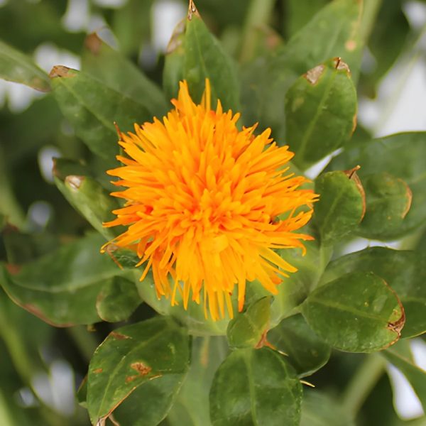 Yellow Orange Safflowers Sale
