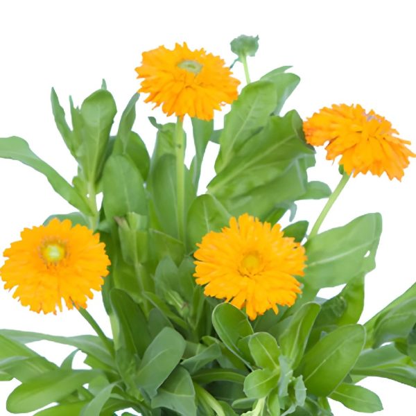 Pumpkin Orange Pot Marigold Calendula Flowers Supply - Image 3