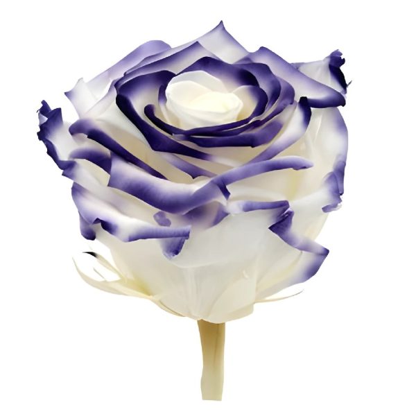 Preserved White Violet Roses Sale - Image 2