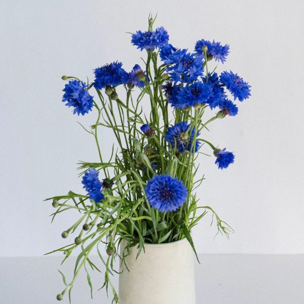 Blue Cornflowers Fashion - Image 3