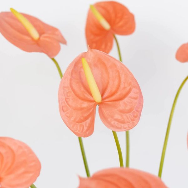 Anthurium Peach Tropical Flower Online