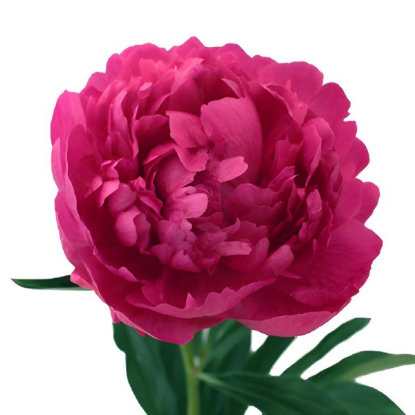 Hot Pink Peonies for July Delivery Sale - Image 5