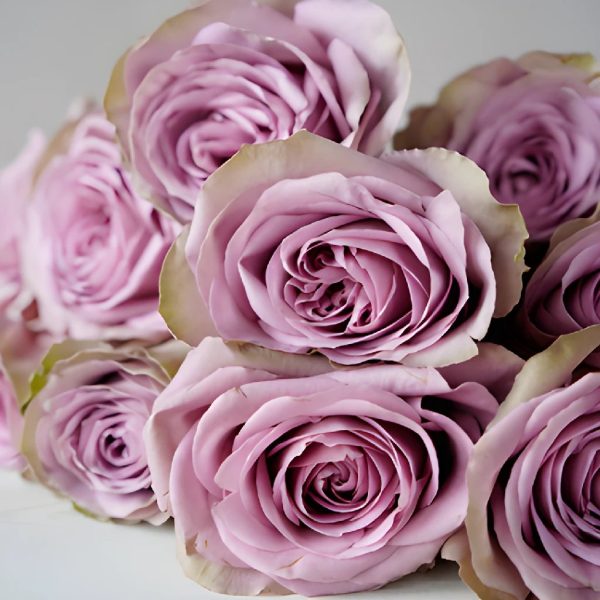 Royal Crown Rose For Sale - Image 5