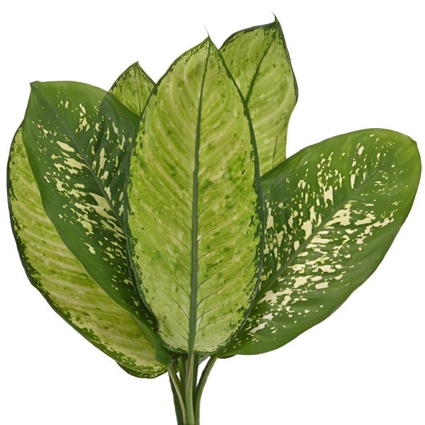 Dieffenbachia Mix Leaves Supply