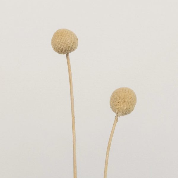 Bleached Dried Craspedia Billy Balls Fashion - Image 2