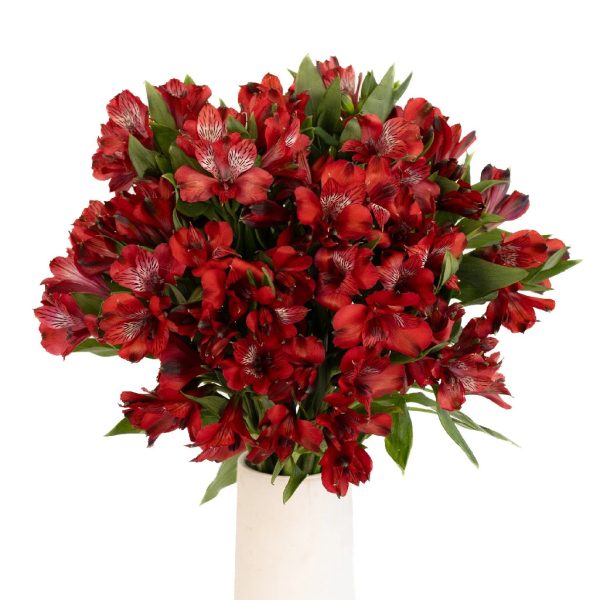 Brick Red Peruvian Lilies on Sale - Image 3