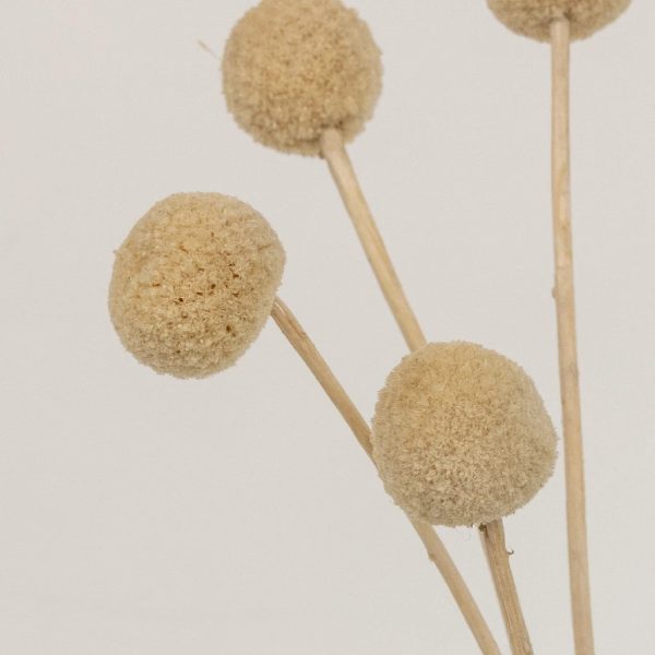 Bleached Dried Craspedia Billy Balls Fashion
