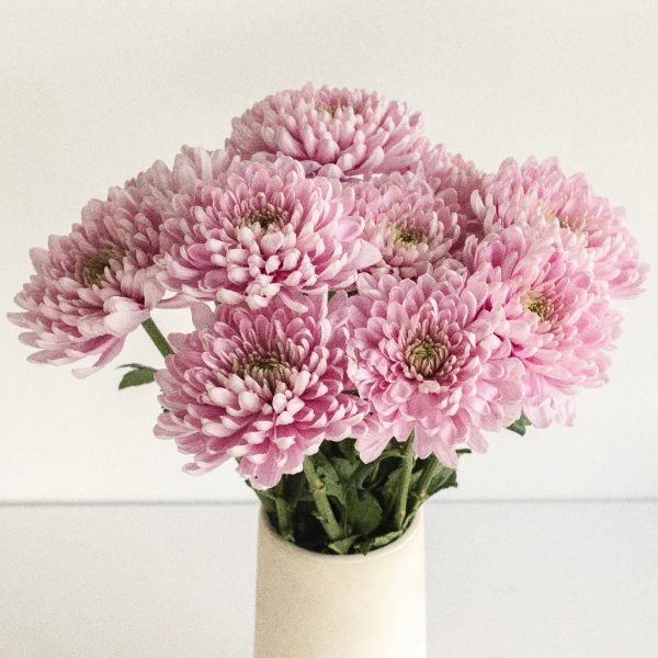 Baby Lavender Flower on Sale - Image 3
