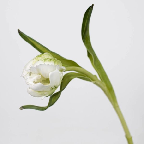 Mint Green Parrot Novelty Tulips Fashion - Image 2