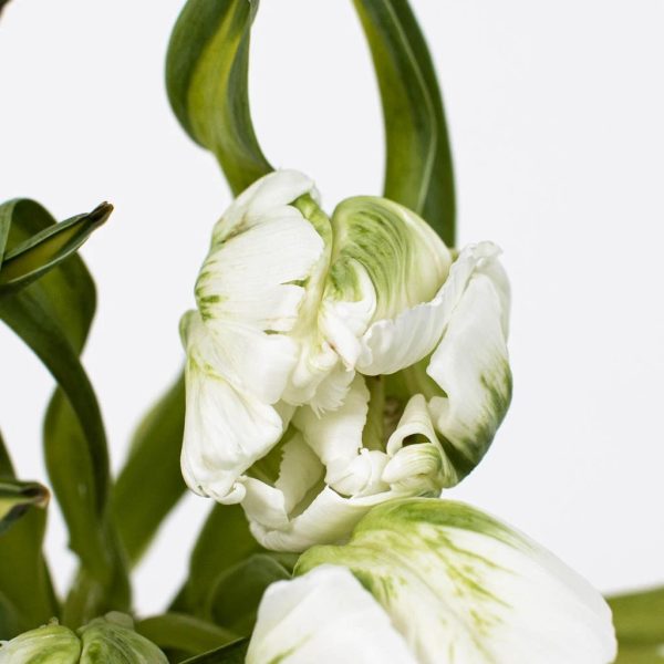 Mint Green Parrot Novelty Tulips Fashion