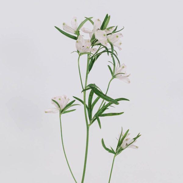 Pink Delphinium Garden Flower Cheap - Image 2