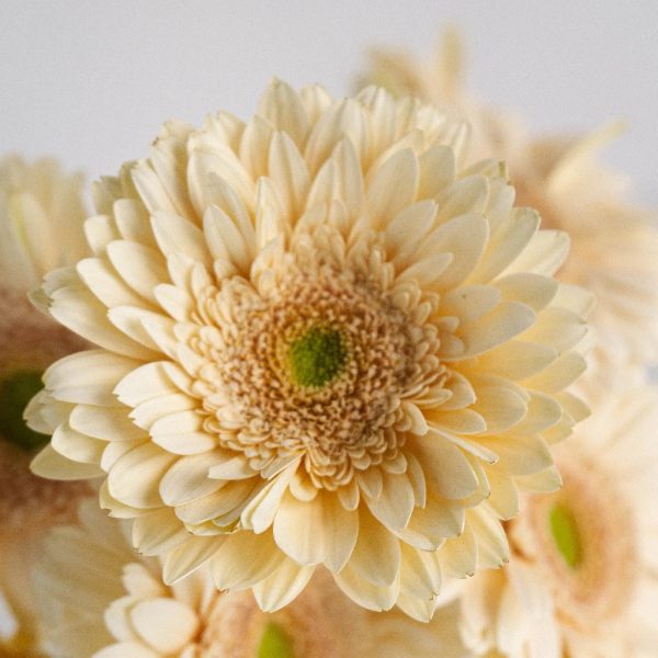 Hint of Blush Gerbera Daisy Flower Online Hot Sale