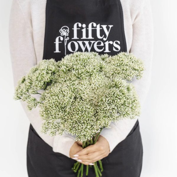 White Trachelium Flowers For Cheap - Image 2