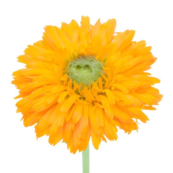 Pumpkin Orange Pot Marigold Calendula Flowers Supply