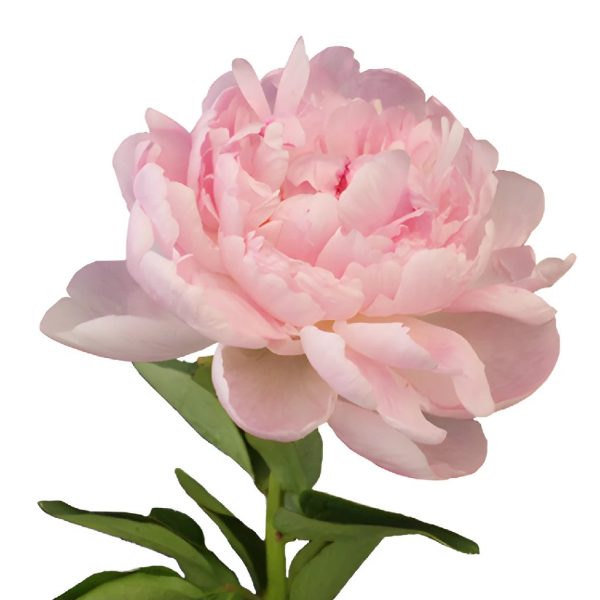 Light Pink Peonies for December Delivery Hot on Sale