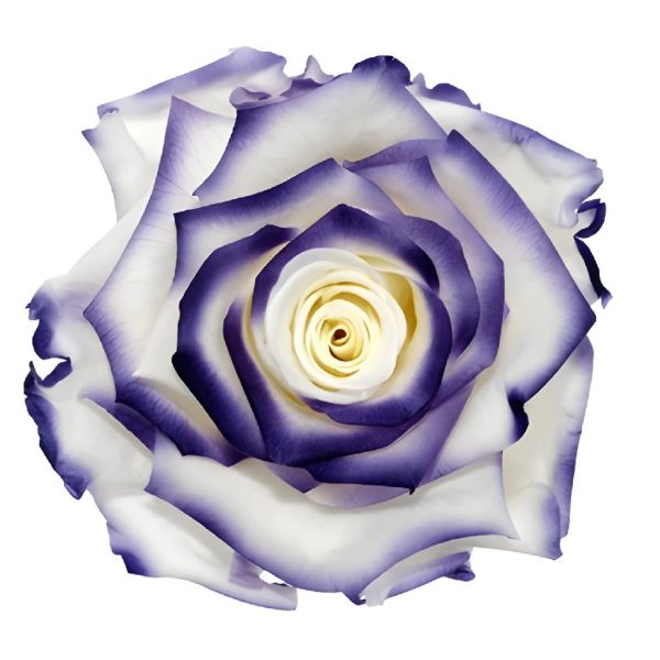 Preserved White Violet Roses Sale