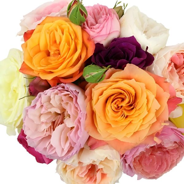 Assorted Colors Wholesale Garden Roses for Mothers Day Online Hot Sale