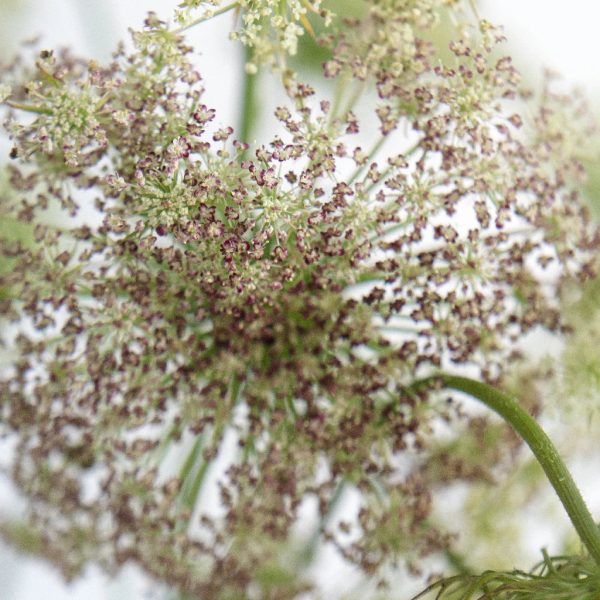 Chocolate Lace Flower Hot on Sale